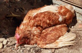 Инфекционная бурсальная болезнь кур