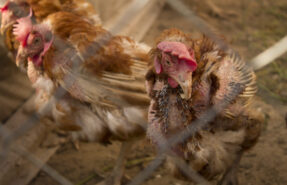 Микоплазмоз у кур несушек
