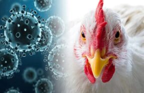 Грипп птиц типа А