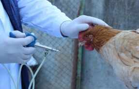 Реовирусная инфекция птиц