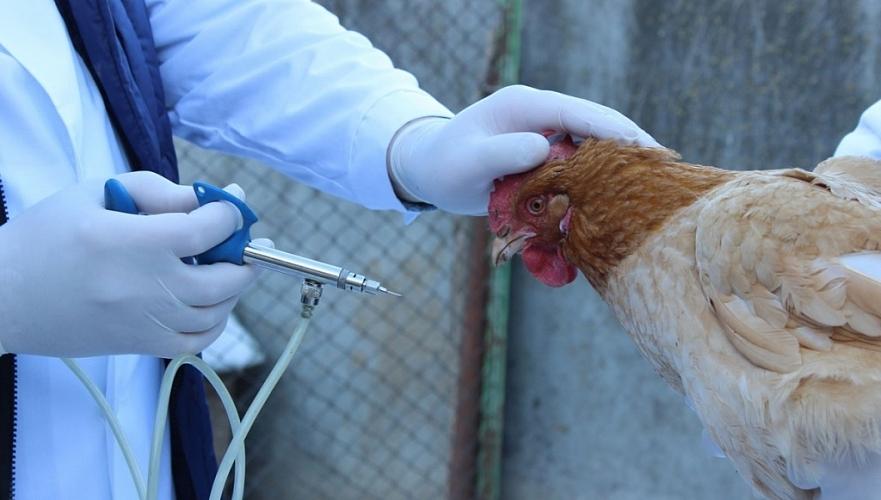 Реовирусная инфекция птиц