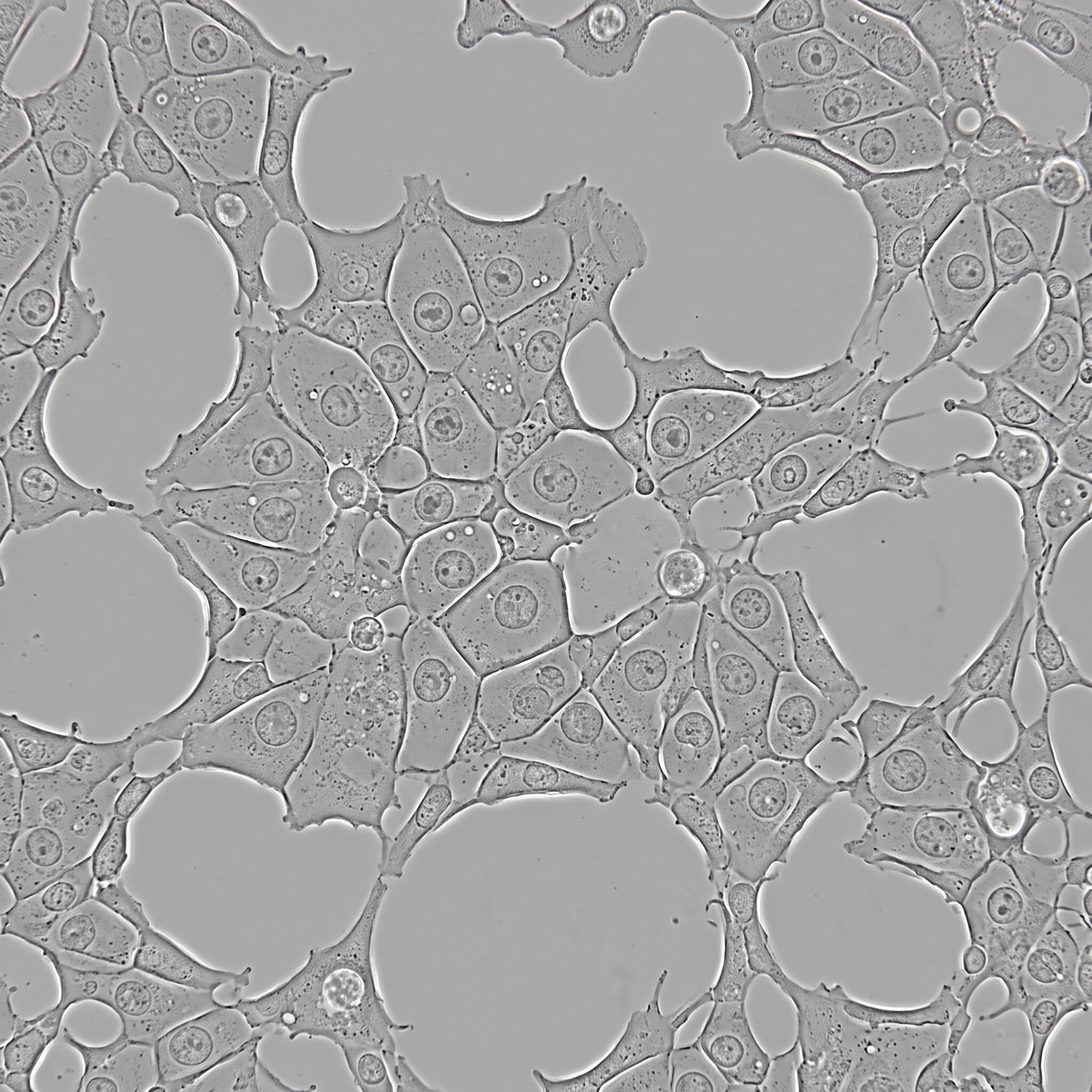 Gemini_Generated_Image_6ny0ia6ny0ia6ny0