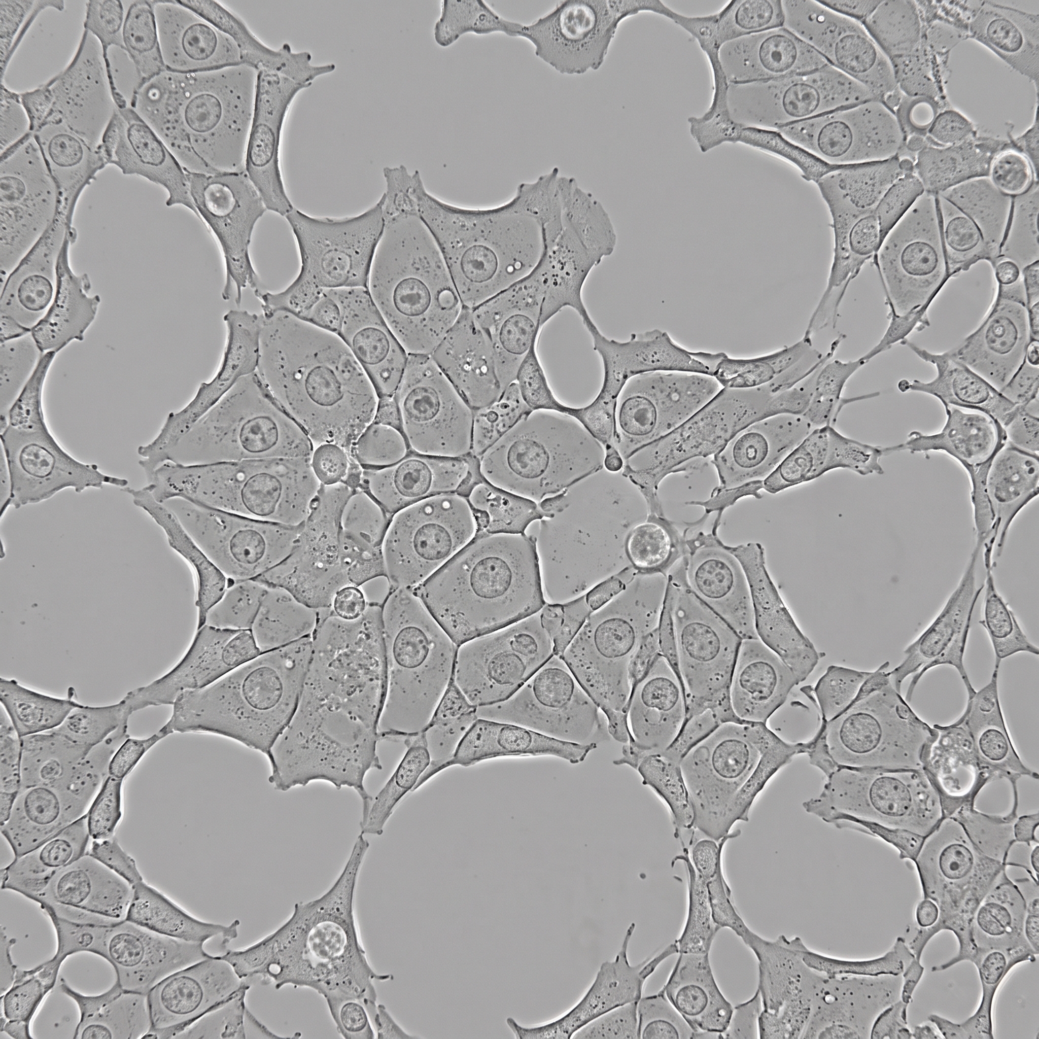 Gemini_Generated_Image_d702jhd702jhd702